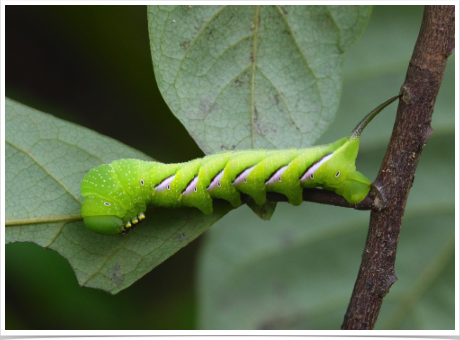 Pawpaw Sphinx on Pawpaw
Dolba hyloeus
Perry County, Alabama